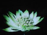 aPICT00636indexastrantiamajor18669foord