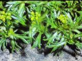 aPICT00648indexazorellatrifoliatajul79foord