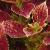 dColeus78cfolIMG9799beddingtrialsolenostemongarnonswilliams
