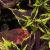 dColeus91cfolIMG9840beddingtrialsolenostemongarnonswilliams