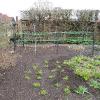 eIMG1868indexmacleayamicrocarpakelwayscoralplumeplantsupportsgarnonswilliams