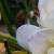freesiacfoldianarvroger1a
