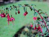fuchsiatomthumbsep85PICT02078