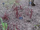 hIMG2029indexpaeonialactifloraaugustedessertsissinghurstplantgarnonswilliams