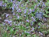 hIMG2040indexpulmonariasaccharatafruhlingshimmelsissinghurstplantgarnonswilliams