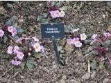hIMG2041indexprimulaguineveresissinghurstplantgarnonswilliams
