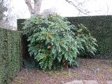 hIMG2062indexmahoniajaponicasissinghurstplantgarnonswilliams