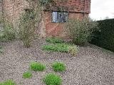 hIMG2082indexpulmonariarubrasissinghurstplantgarnonswilliams
