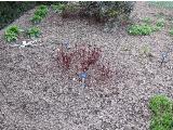 hIMG2114indexpaeoniawhitewingssissinghurstplantgarnonswilliams