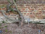 hIMG2139indexrosaclimbingrosemermaidsissinghurstplantgarnonswilliams