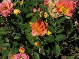 mIMG7330indexrosaamberstarrvrogergarnonswilliams