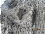 rIMG6413indextree73frompestanamirimarinfunchalgarnonswilliams