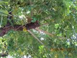 rIMG6441indextree80inpestanamirimarfrontgardeninfunchalgarnonswilliams