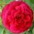 rosahenrimartincflorogerltd1a1a