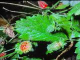 rrcPICT01912indexfragariamuricatasep78plymouthstrawberryfoord