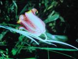 rrcPICT01936indexfritillariaacmopetala28468foord
