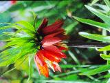 rrcPICT02015indexfritillariaimperialisrubramaximafoord