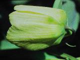 rrcPICT02028indexfritillariapallidiflorafoord