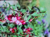 rrcPICT02049indexfuchsiaabbefargesep85foord