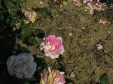 x1IMG9166indexrosacajunsignaturegarnonswilliams