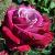 rosadrjohndickmancflorogerltd1a