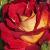 rosaapricotingridcflogarnonwilliams1