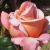 rosaemmamaycflogarnonwilliams1