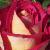 rosamonicabellucicflogarnonwilliams1