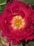 rosared4cflogarnonwilliams1