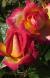 rosasunsetstripcflogarnonwilliams1