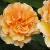 rosawelwyngardengloryflomidcgarnonswilliams1