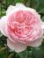 rosawisley2008cflogarnonswilliams