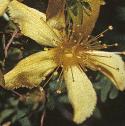commonflosaintjohnswort