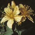 commonflossaintjohnswort