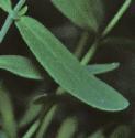 commonfolsaintjohnswort