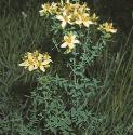 commonforsaintjohnswort