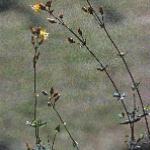 flaxleavedfor22saintjohnswort