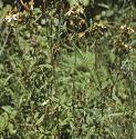hairyforsaintjohnswort