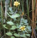 marshfolsaintjohnswort