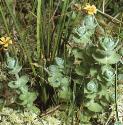 marshforsaintjohnswort