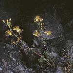 pelegantforsaintjohnswort