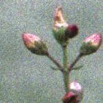 pflaxleavedflobudosaintjohnswort