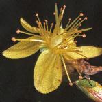 pflaxleavedflosaintjohnswort