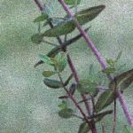 pflaxleavedfol1saintjohnswort