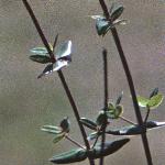 pflaxleavedfol2saintjohnswort