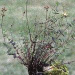 pflaxleavedfor1saintjohnswort