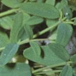 ptrailingfol1saintjohnswort