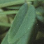 ptrailingfol2saintjohnswort