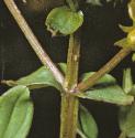 squarefolsaintjohnswort