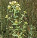 squareforsaintjohnswort